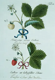Juicy: Fragaria sp. strawberry