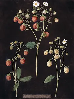 Rosales: Fragaria sp. strawberry