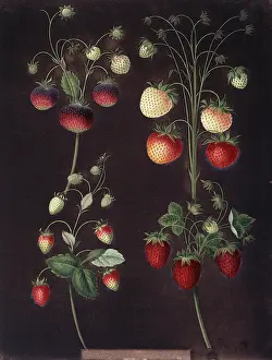 Juicy: Fragaria sp. strawberry