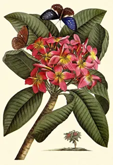 Dionysius: Fragipani, Plumeria rubra