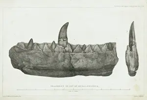 Morland: Fragment of jaw of Megalosaurus