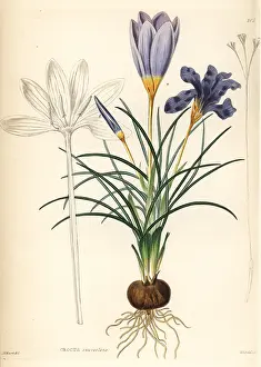 Suaveolens: Fragrant crocus, Crocus suaveolens