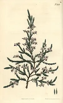 Fragrans: Fragrant heath, Erica fragrans