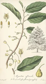Moluccas: Fragrant nutmeg, Myristica fragrans