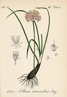 Allium: Fragrant onion, Allium suaveolens
