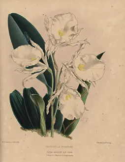 Fragrans: Fragrant Trichopilia orchid with white and