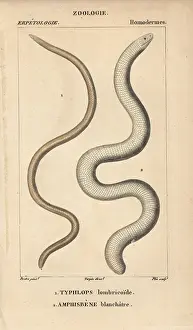 Frail: Frail caecilian, Caecilia gracilis, Typhlops