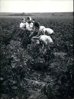 Harvesters: France - Monaco - Sark