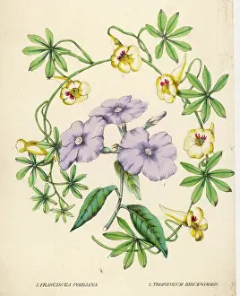 Tropaeolum: Franciscea Etcive Floral