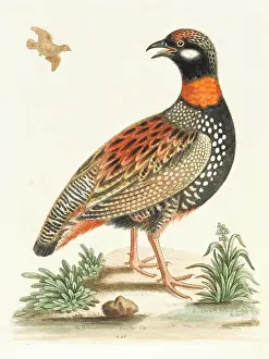 Francolin: The francolin