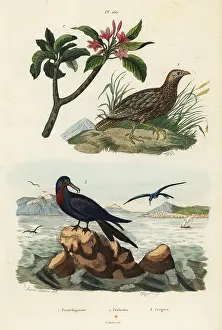 Plumeria: Francolin, frigatebird and frangipani