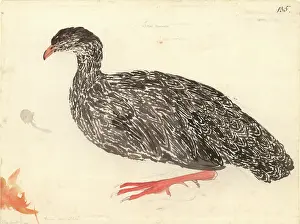 Capensis: Francolinus capensis, Cape francolin