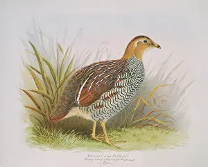 Elphick: Francolinus schlegeli, Schlegel's Francolin