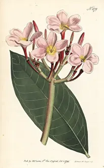 Plumeria: Frangipani, Plumeria rubra