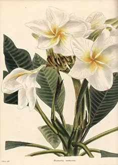 Plumeria: Frangipani, Plumeria rubra