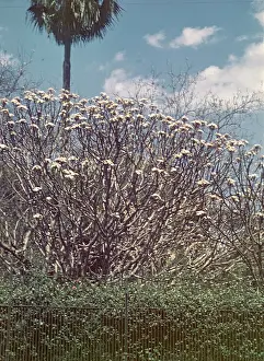 Frangipani: Frangipani - Rangoon
