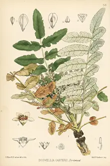 Sacra: Frankincense, luban tree, or olibanum-tree, Boswellia sacra