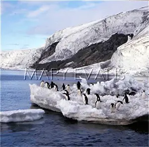 Floe: FRANKLIN ISLAND/PENGUINS