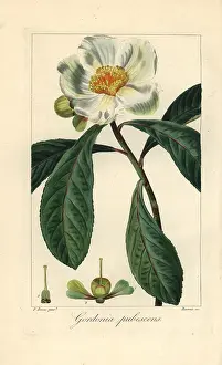 Bessa: Franklin tree, Franklinia alatamaha, extinct in the wild
