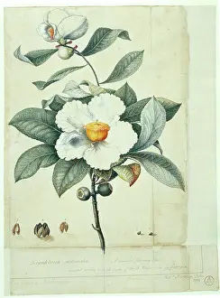 Bartram: Franklinia alatamaha, franklinia