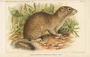 Spermophilus: Franklin's ground squirrel, Poliocitellus franklinii