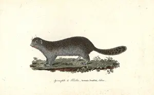 Complements: Franklin's ground squirrel, Poliocitellus franklinii