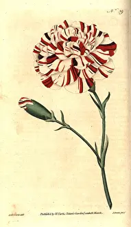 Caryophyllus: Franklin's tartar, scarlet bizarre carnation
