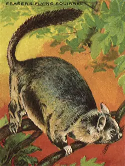 Frasers: Fraser's Flying Squirrel