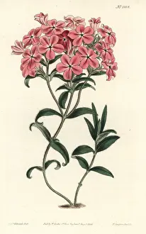Frasers: Fraser's hairy phlox, Phlox amoena