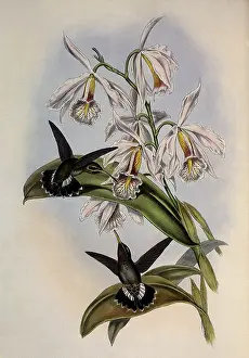 Orchids: Fraser's Hermit, Glaucis Fraseri