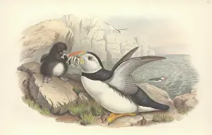 Puffins: Fratercula arctica, Atlantic puffin