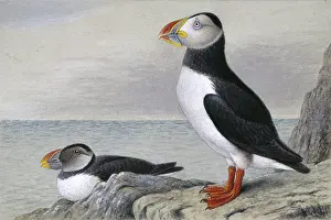 Henrik: Fratercula arctica, Atlantic puffin