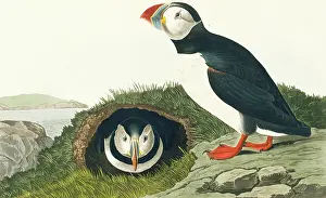 Burrow: Fratercula artica, Atlantic puffin