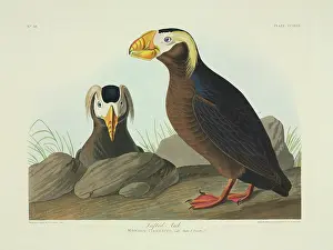 Puffins: Fratercula cirrhata, tufted puffin