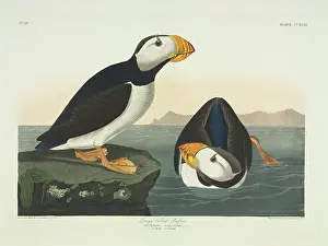 Puffins: Fratercula corniculata, horned puffin