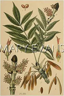 Fraxinus: FRAXINUS EXCELSIOR