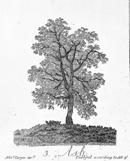Excelsior: Fraxinus excelsior, ash