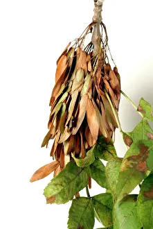 Excelsior: Fraxinus excelsior, ash tree