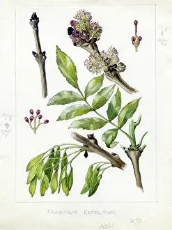 Bentham: Fraxinus excelsior -common ash