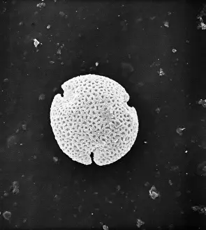 Pollen: Fraxinus excelsior, weeping ash pollen