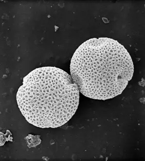 Pollen: Fraxinus excelsior, weeping ash pollen