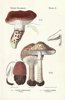 Bessin: Freckled dapperling and European matsutake