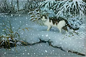 Samaraweera: Fred by the Frozen Pool ' black and white cat