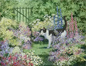 Samaraweera: Fred by the Gate ' black and white cat