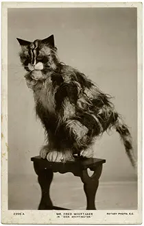 Whittaker: Fred Whittaker in pantomime