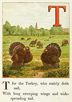 Turkeys: FREE RANGE TURKEYS