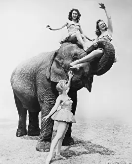 Circuses: FREE RIDE