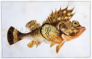 Spines: Freemantle Devil Fish