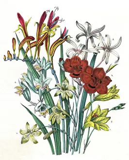 Freesia: FREESIA AND OTHERS