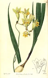 Reflex: Freesia refracta
